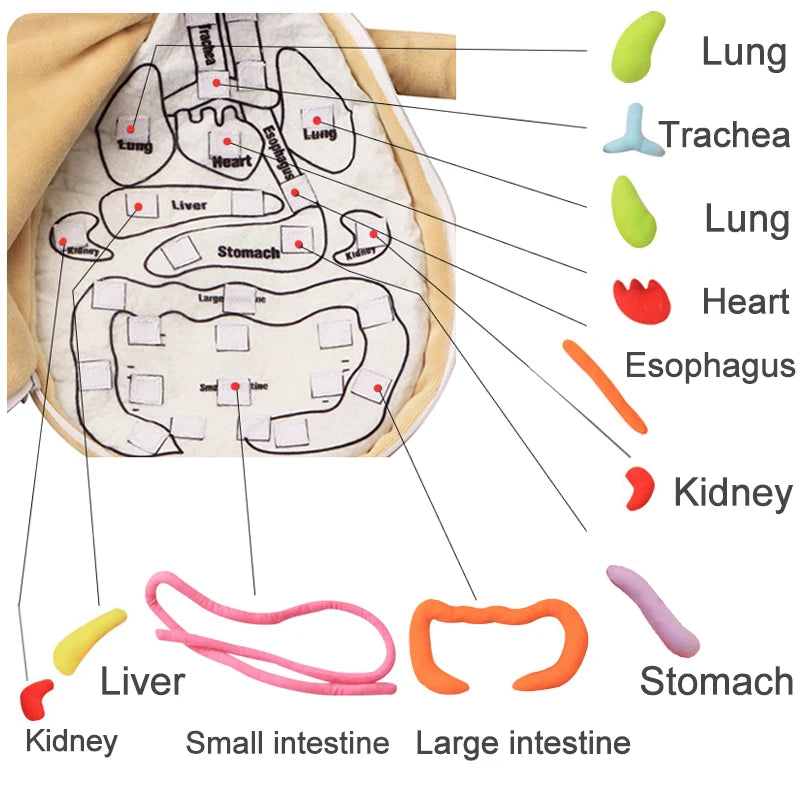 Kid 3D Puzzle Human Body  Model Anatomy Plush Toy