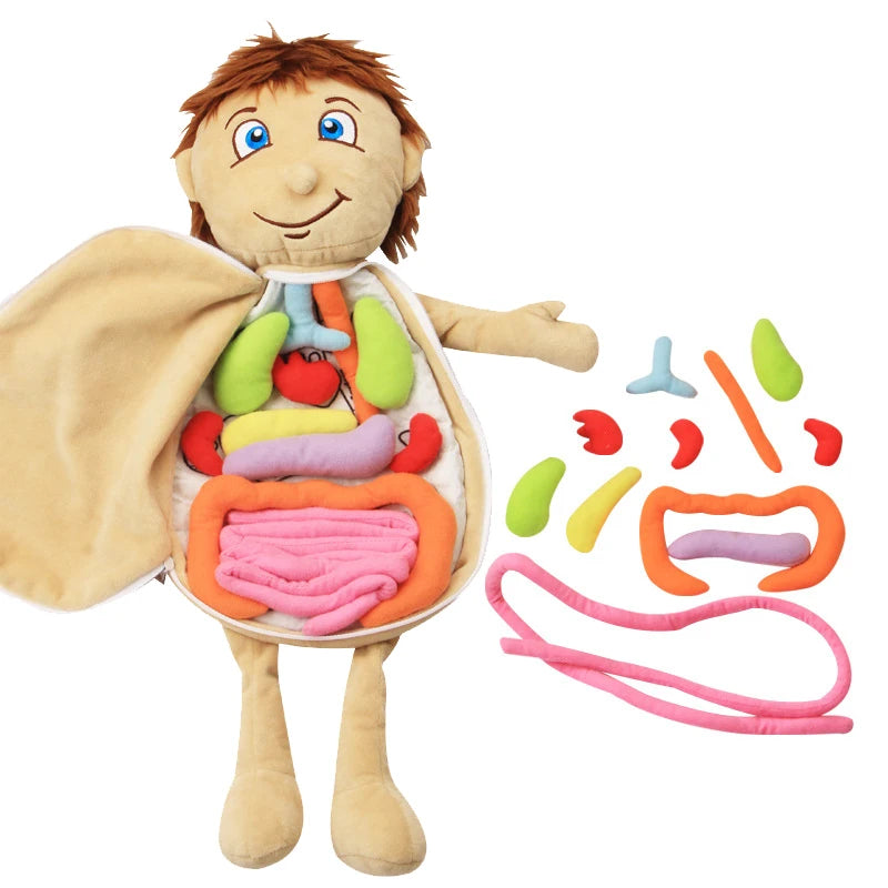 Kid 3D Puzzle Human Body  Model Anatomy Plush Toy